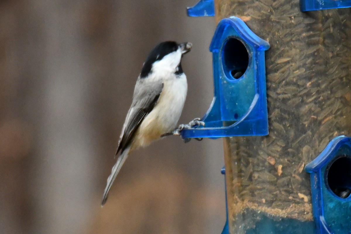 Каролинская гаичка - ML645591789