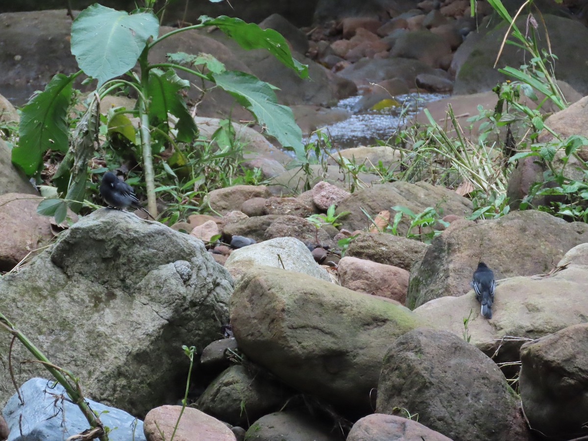 Black Phoebe - ML645591791