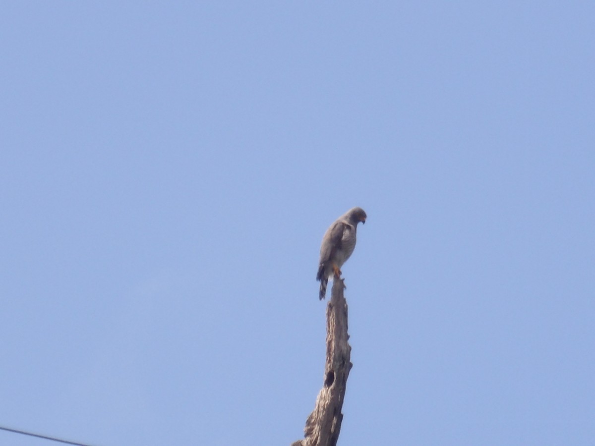 Yol Şahini [magnirostris grubu] - ML645591827