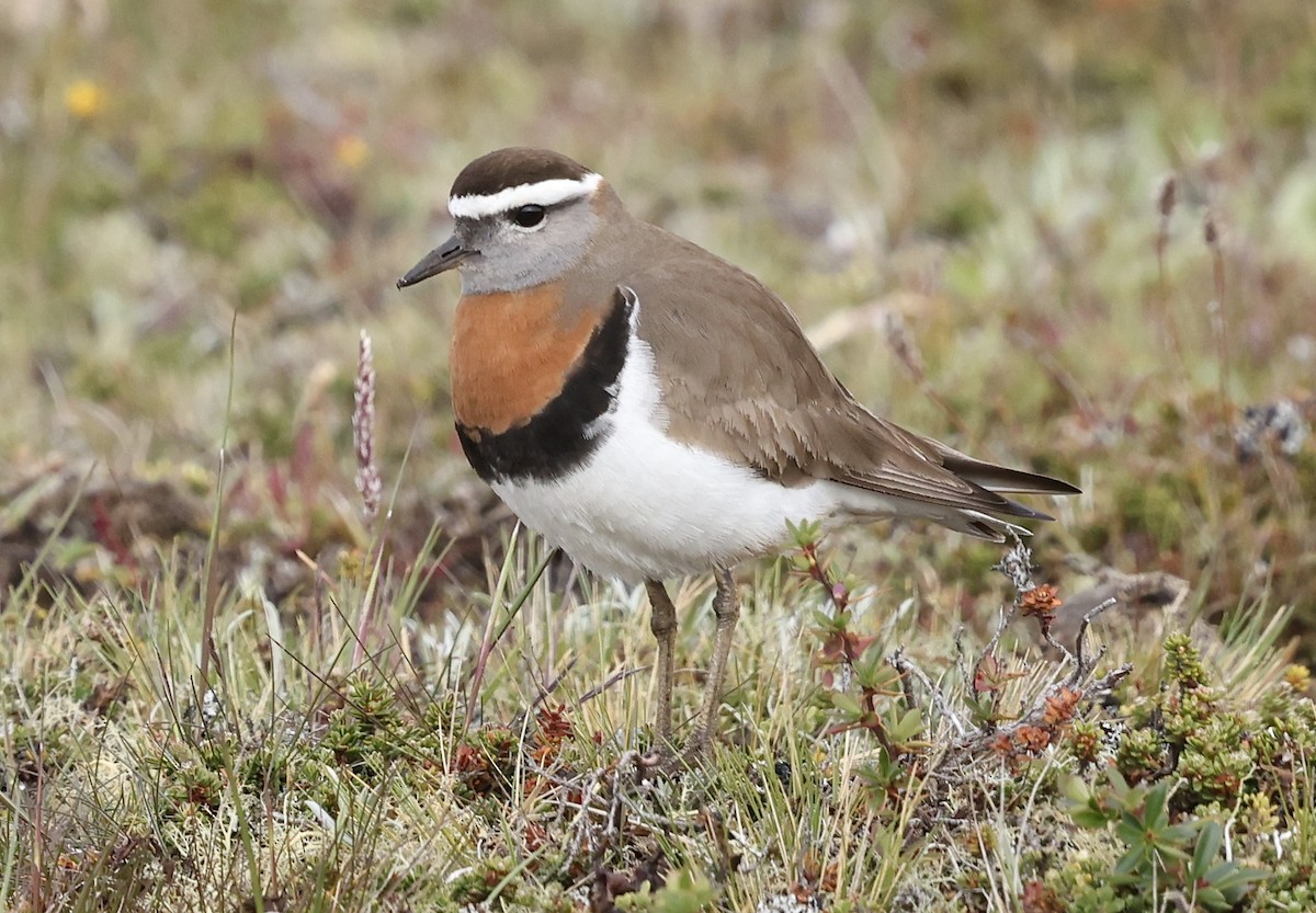 Rufous-chested Dotterel - ML645591835