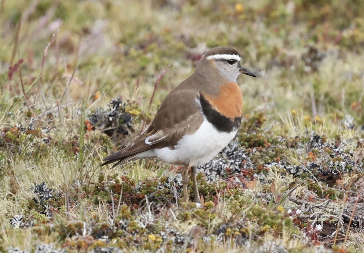 Rufous-chested Dotterel - ML645591836