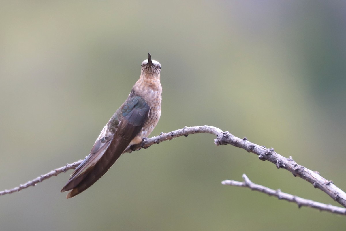 Giant Hummingbird - ML645591874