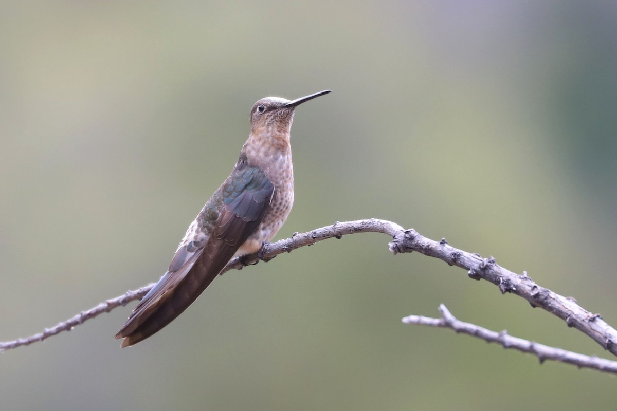 Giant Hummingbird - ML645591875