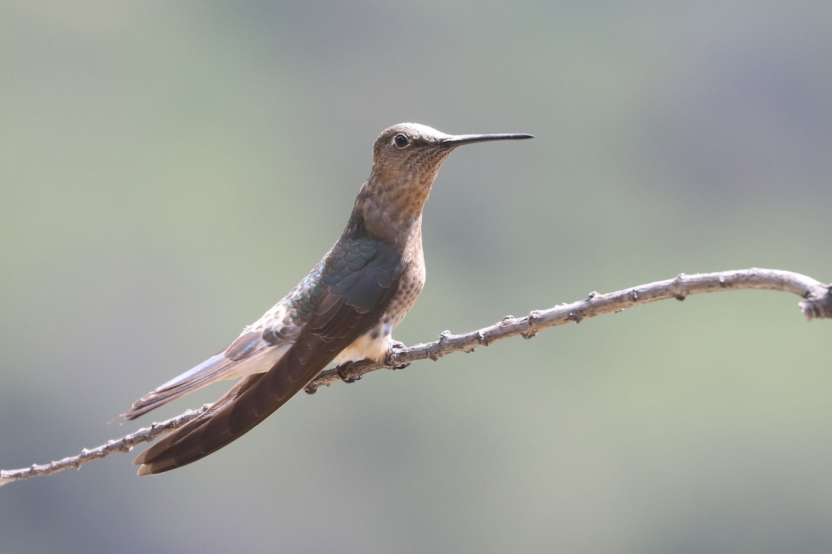 Giant Hummingbird - ML645591876