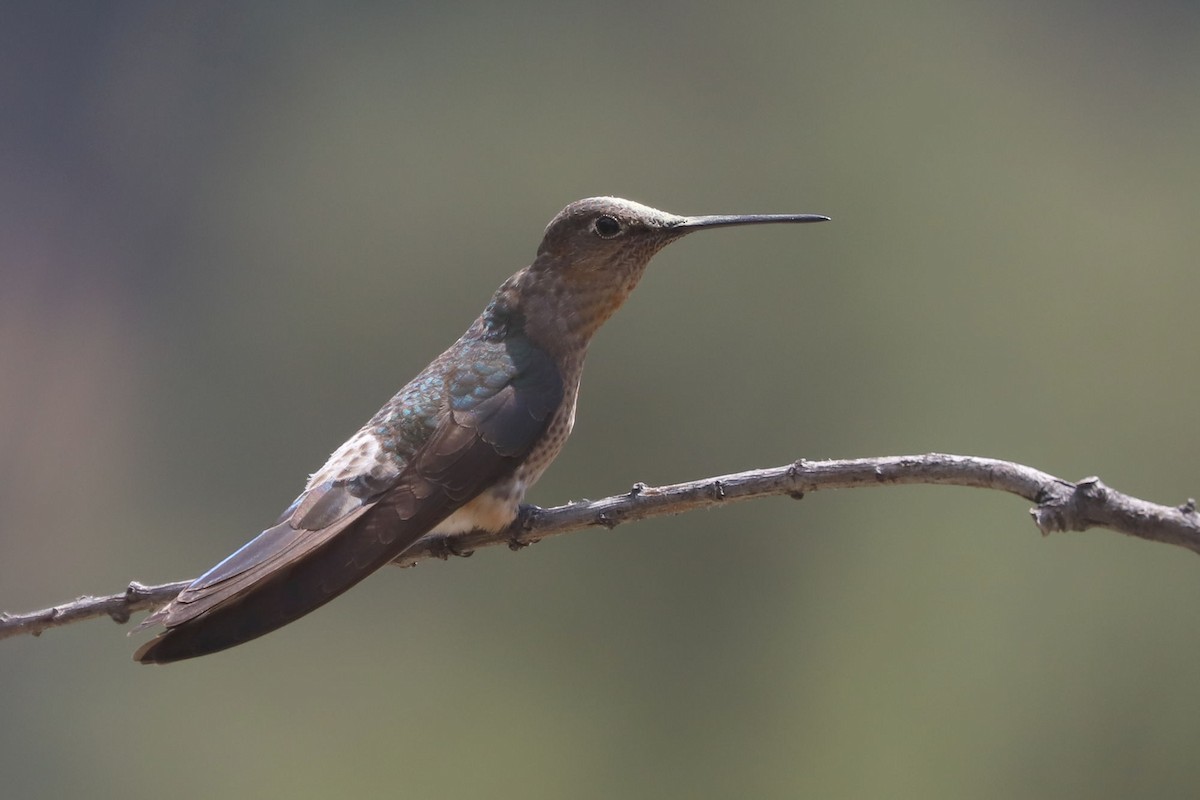 Giant Hummingbird - ML645591878