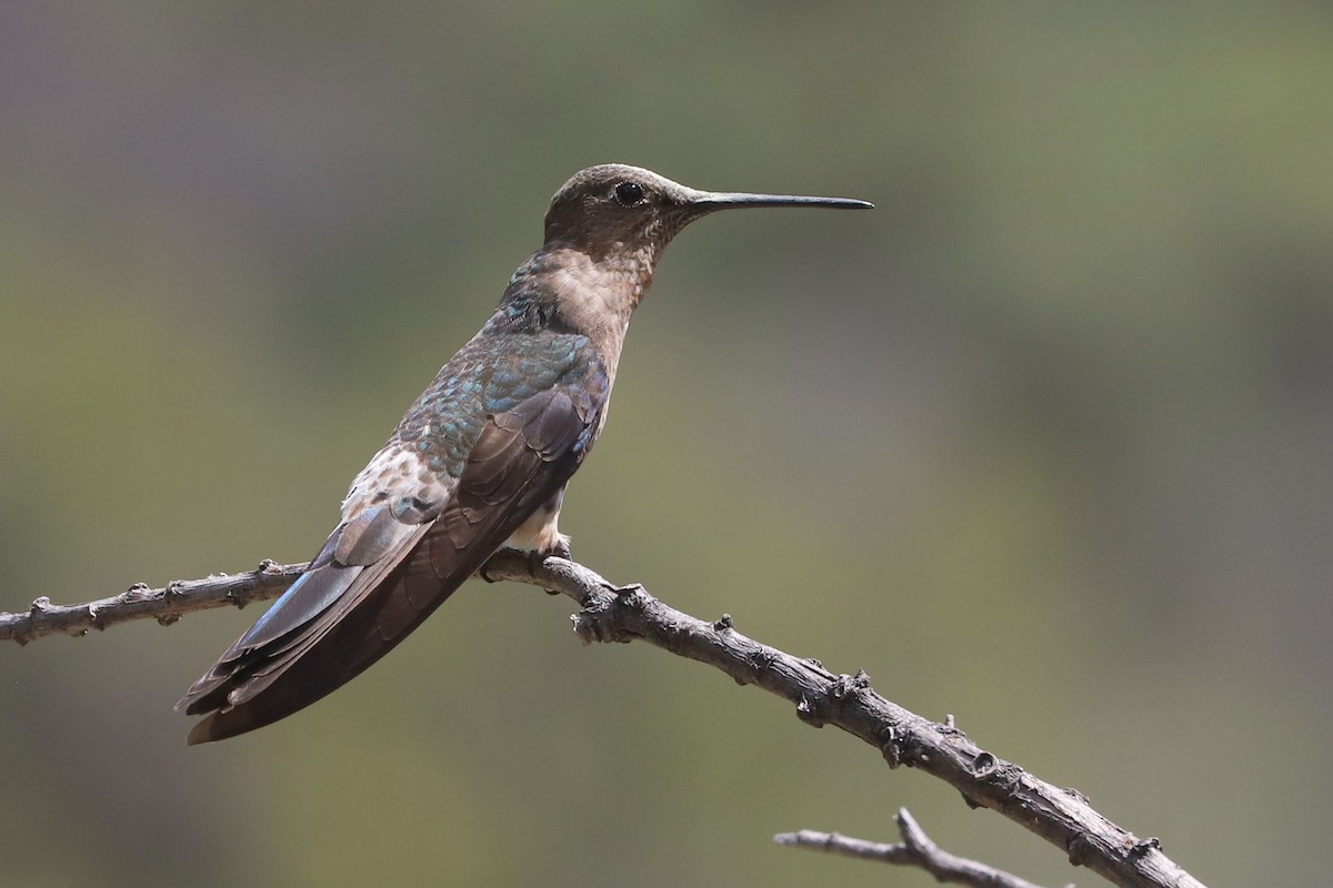 Giant Hummingbird - ML645591880