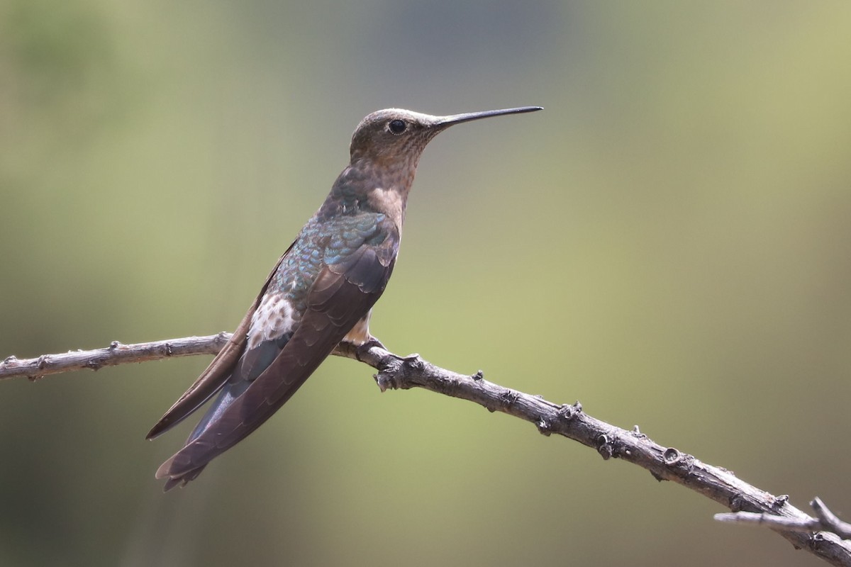 Giant Hummingbird - ML645591881