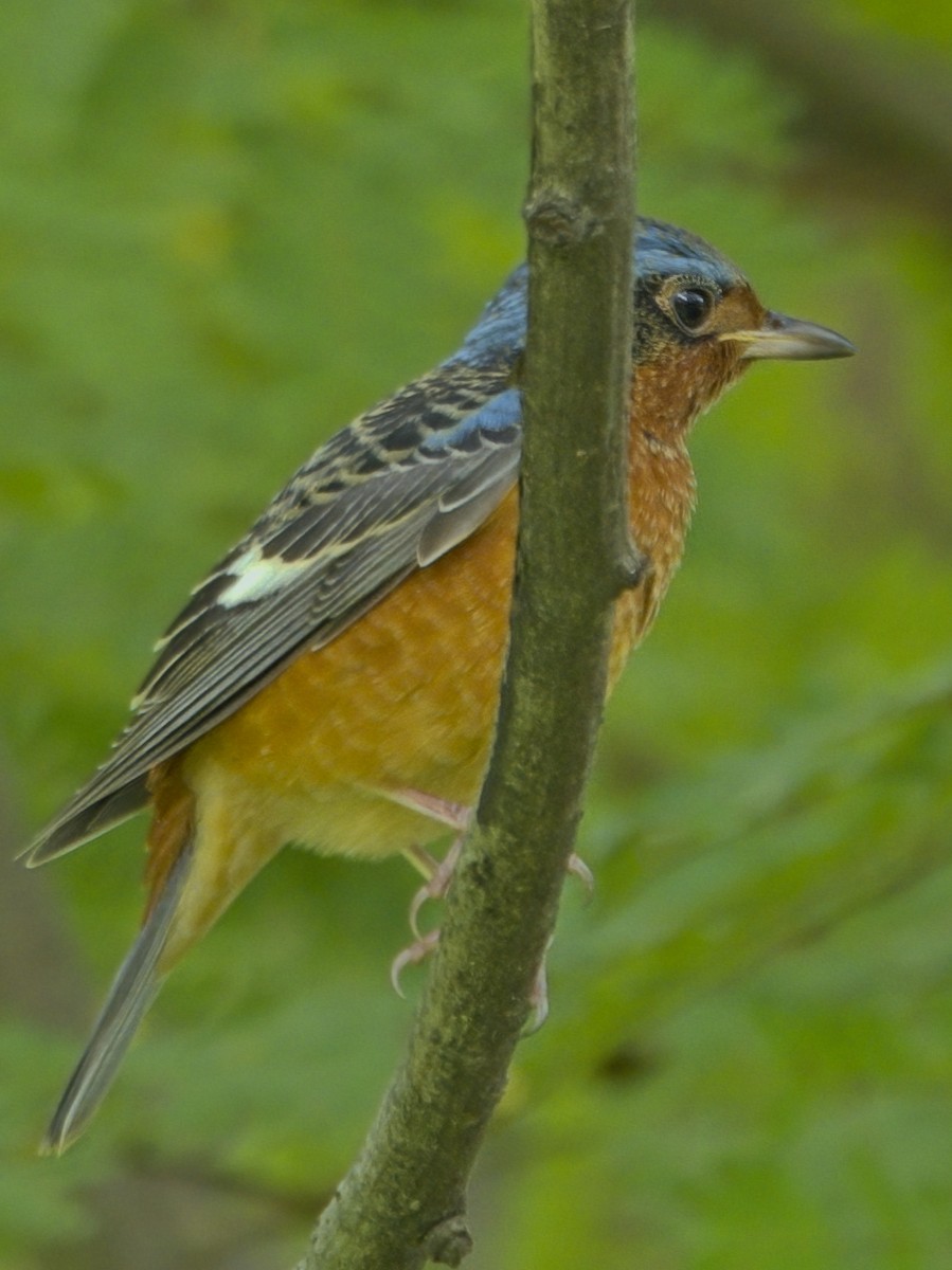 White-throated Rock-Thrush - ML645591882