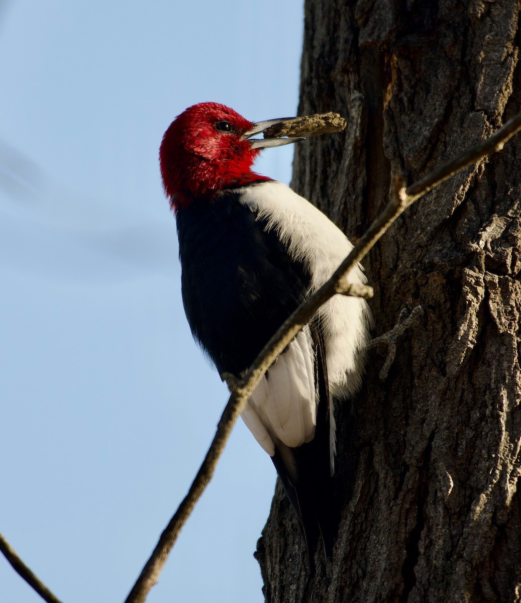 Red-headed Woodpecker - ML645591904