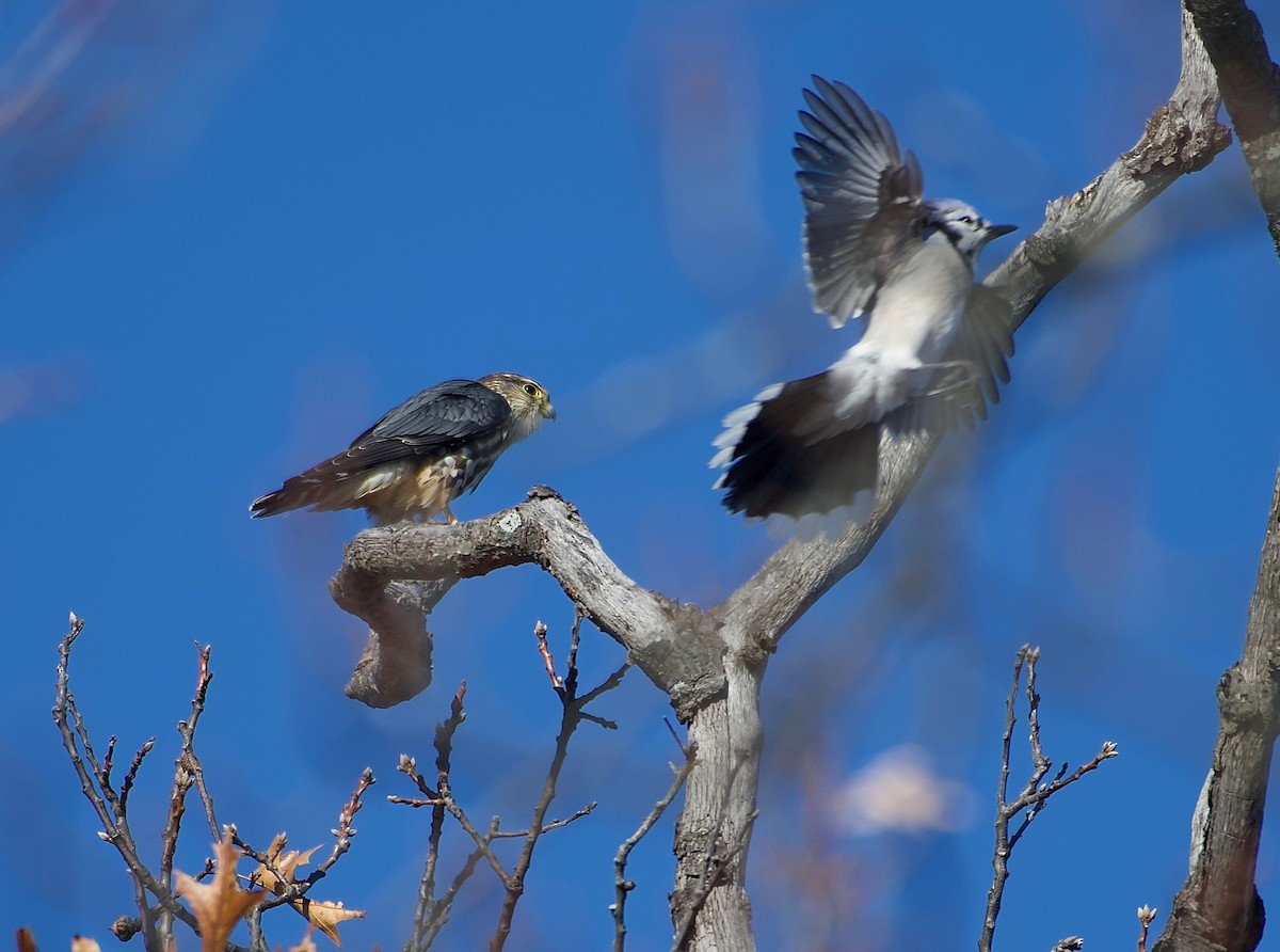 灰背隼 - ML645591909