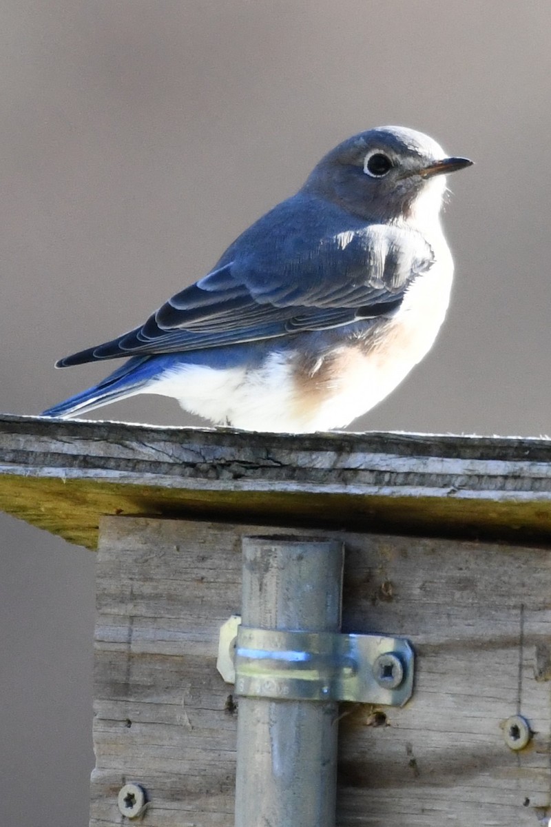 Eastern Bluebird - ML645591923