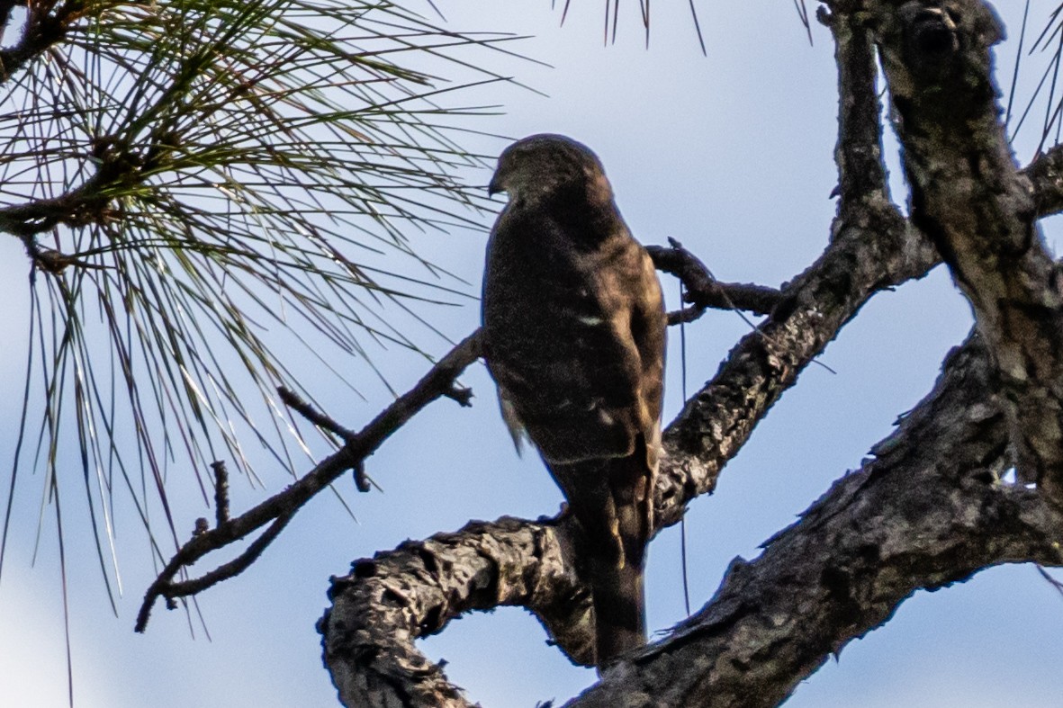 Cooper's Hawk - ML645591928