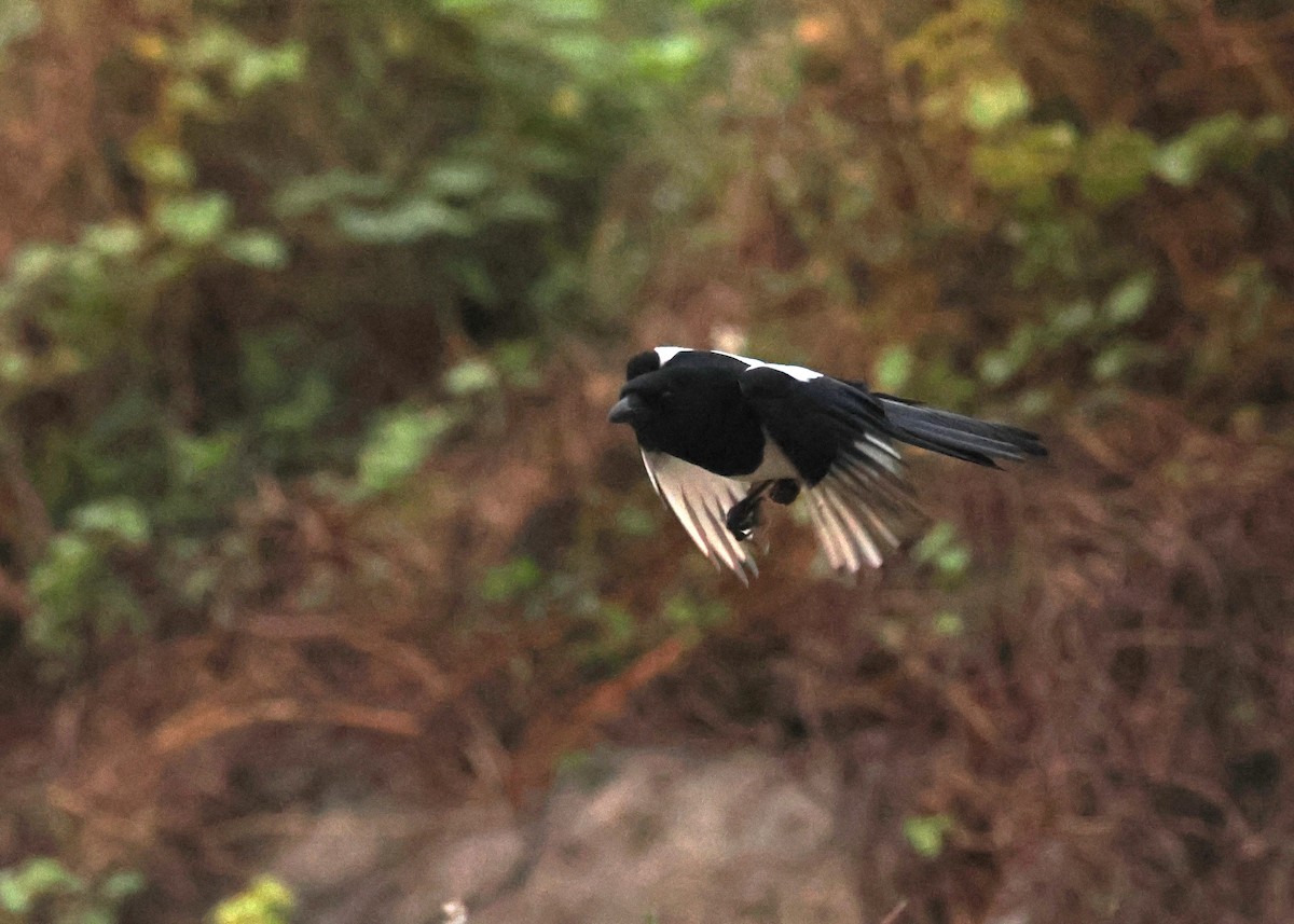 Orientelster - ML645591929