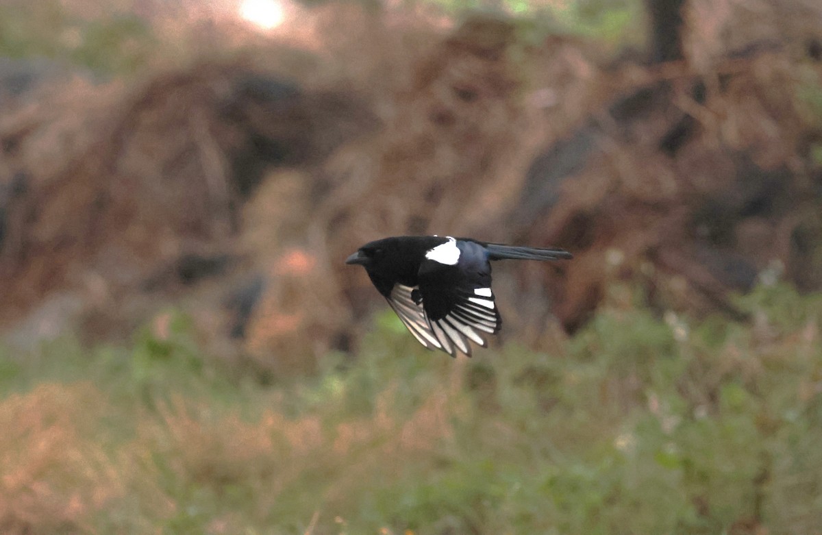 Orientelster - ML645591930