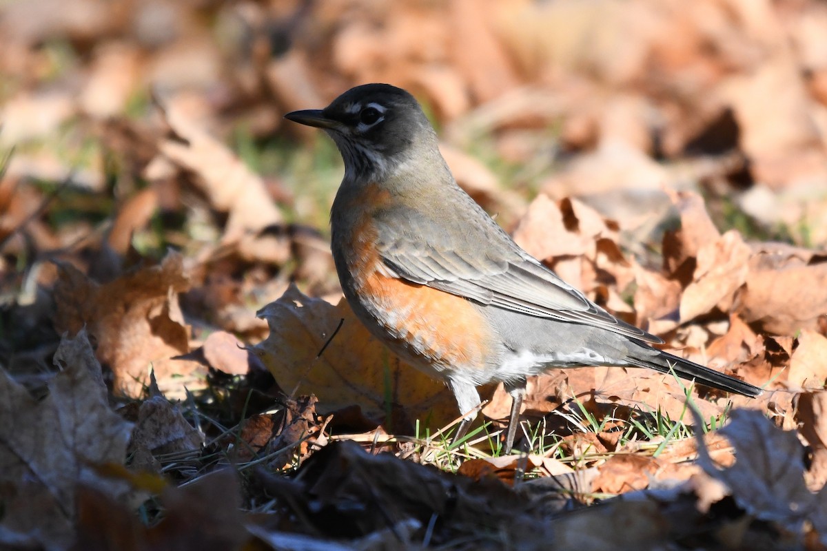 Странствующий дрозд - ML645591935