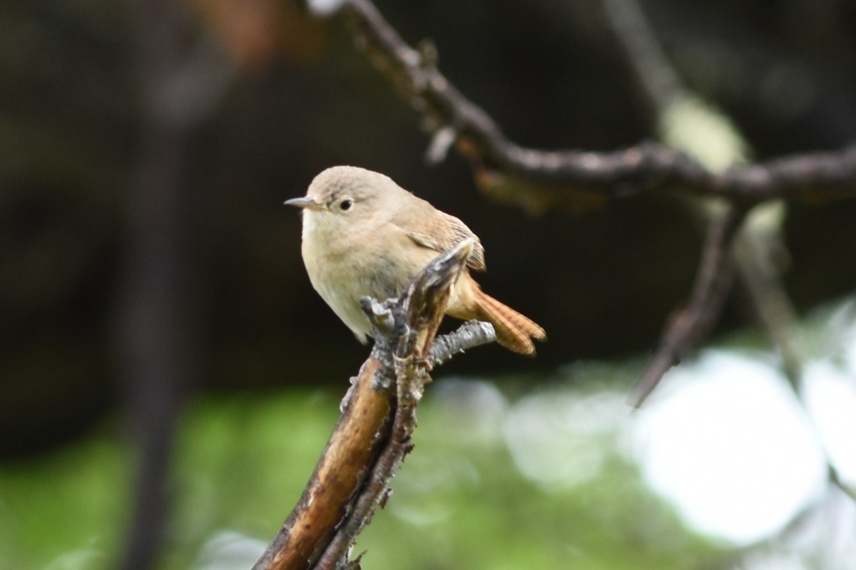 střízlík jižní - ML645591947