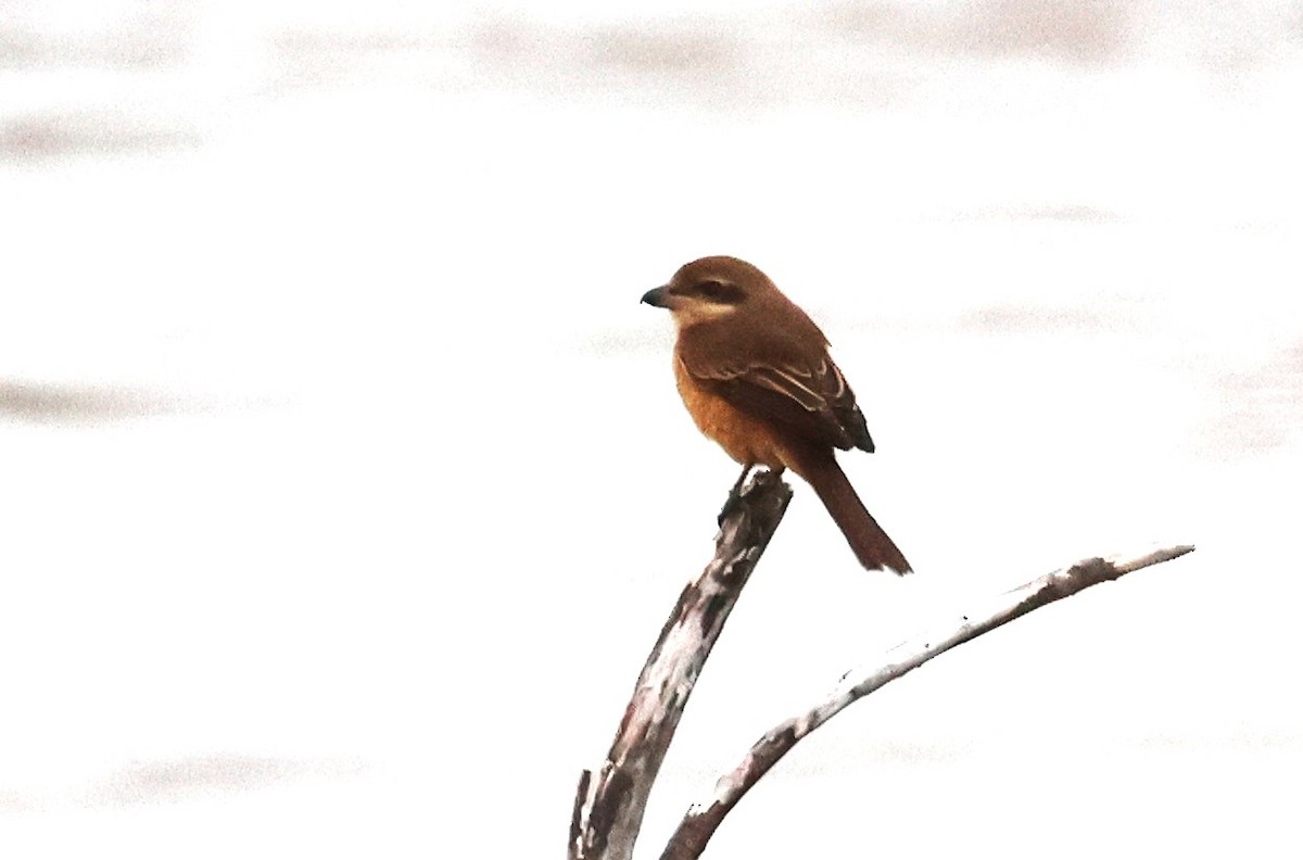 ťuhýk hnědý - ML645591948