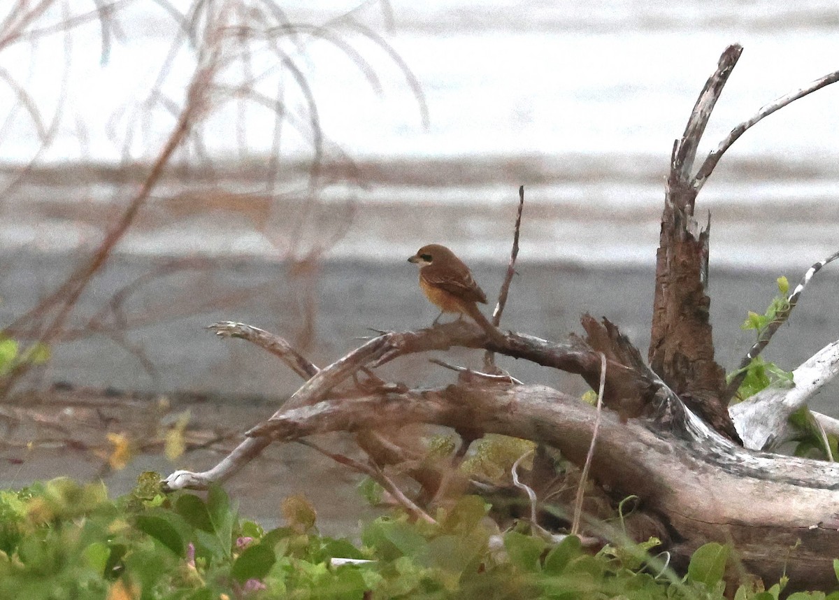 ťuhýk hnědý - ML645591949