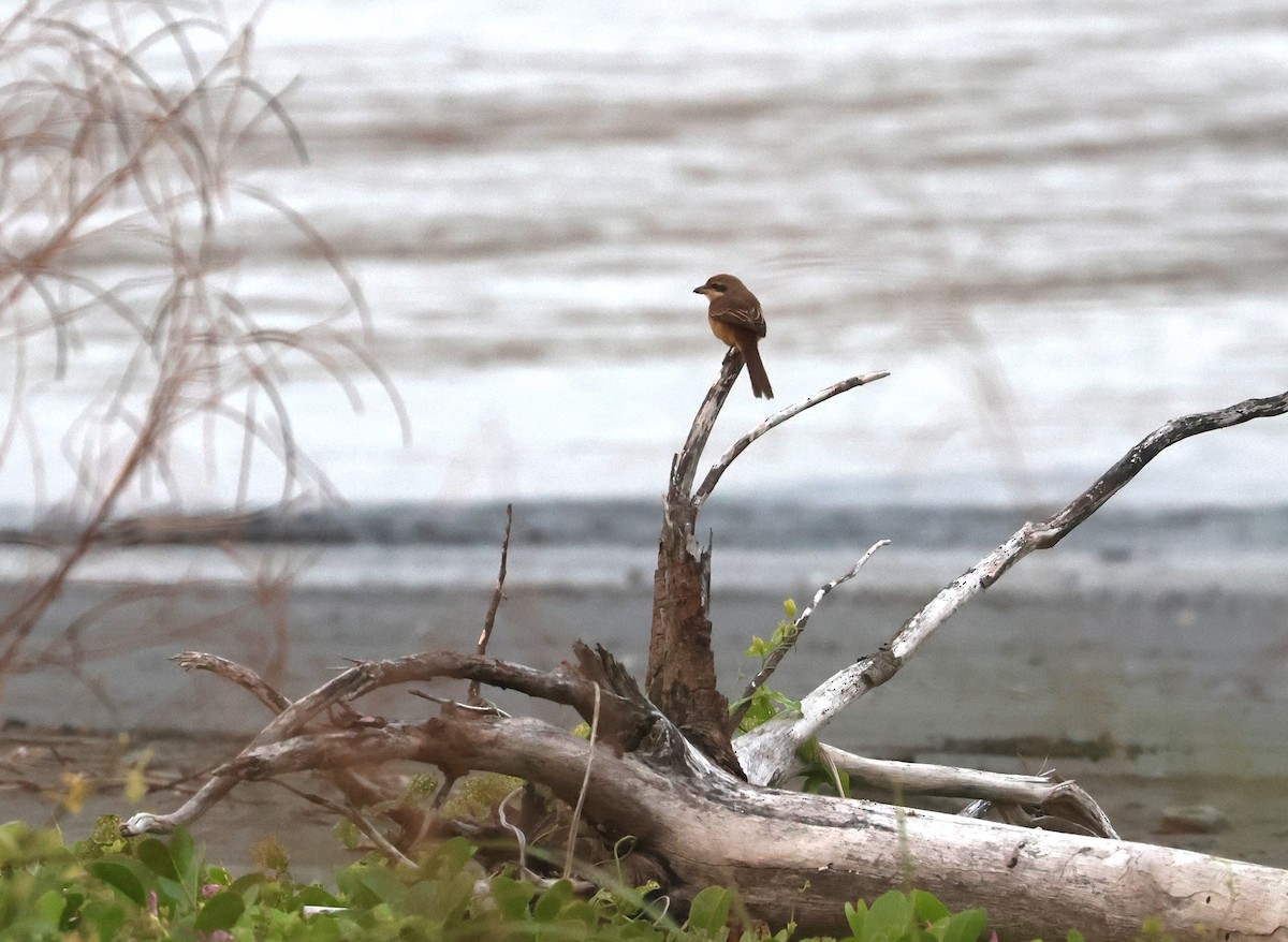 ťuhýk hnědý - ML645591950