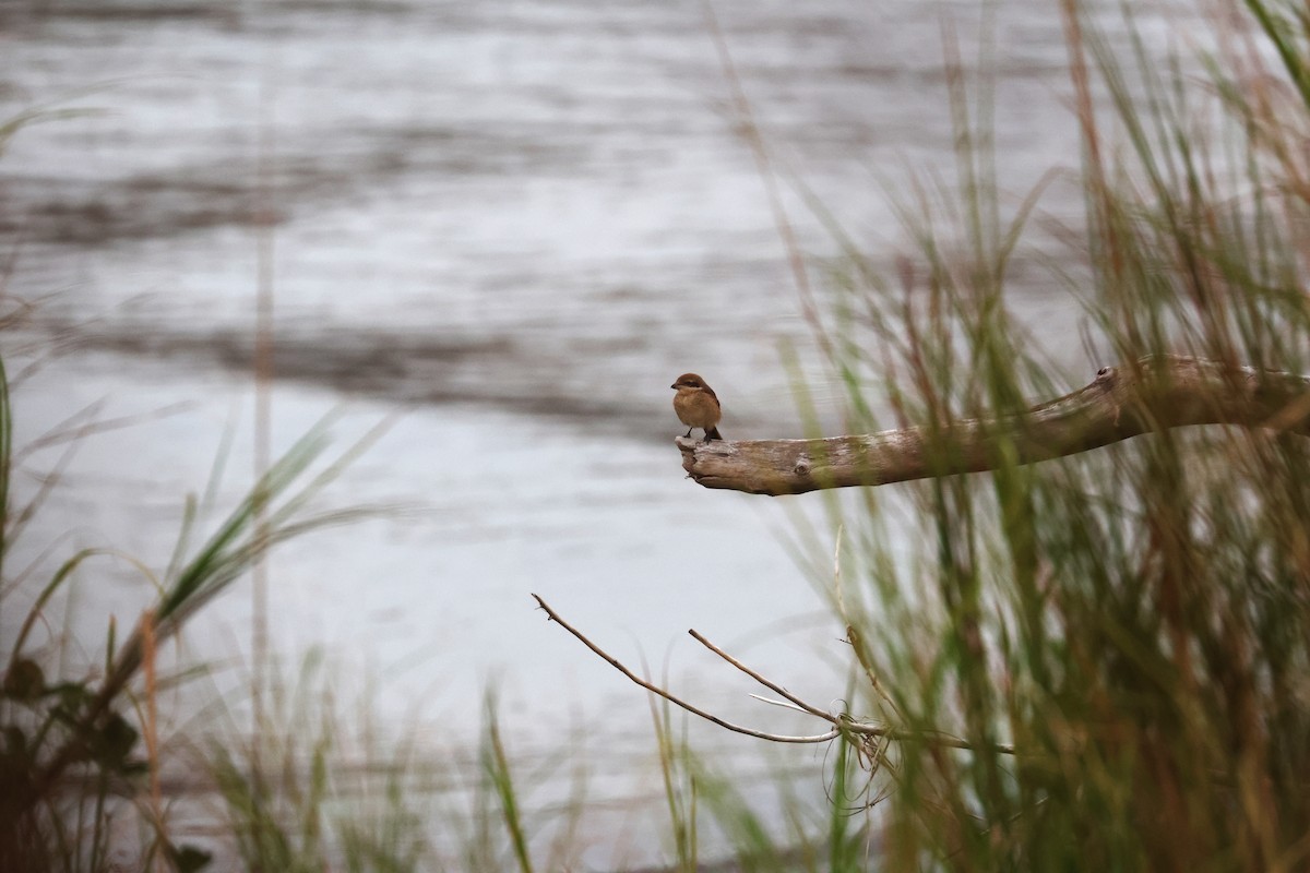 ťuhýk hnědý - ML645591951