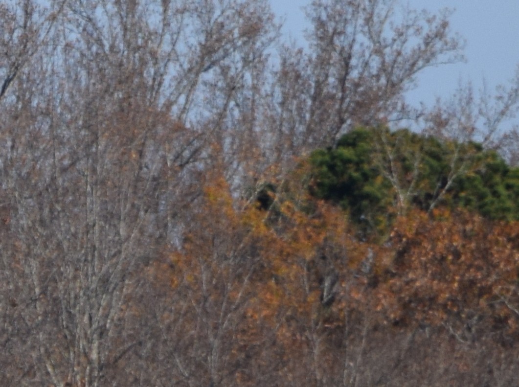 orel bělohlavý - ML645591952