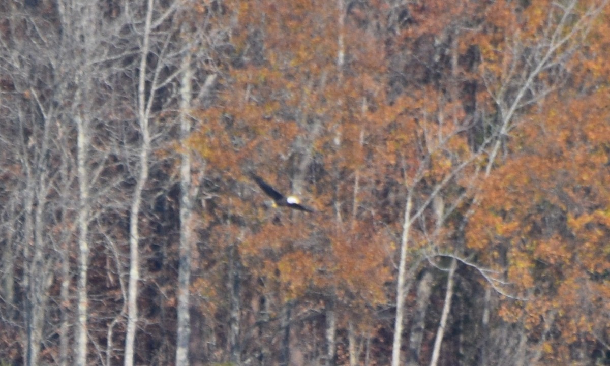 orel bělohlavý - ML645591953