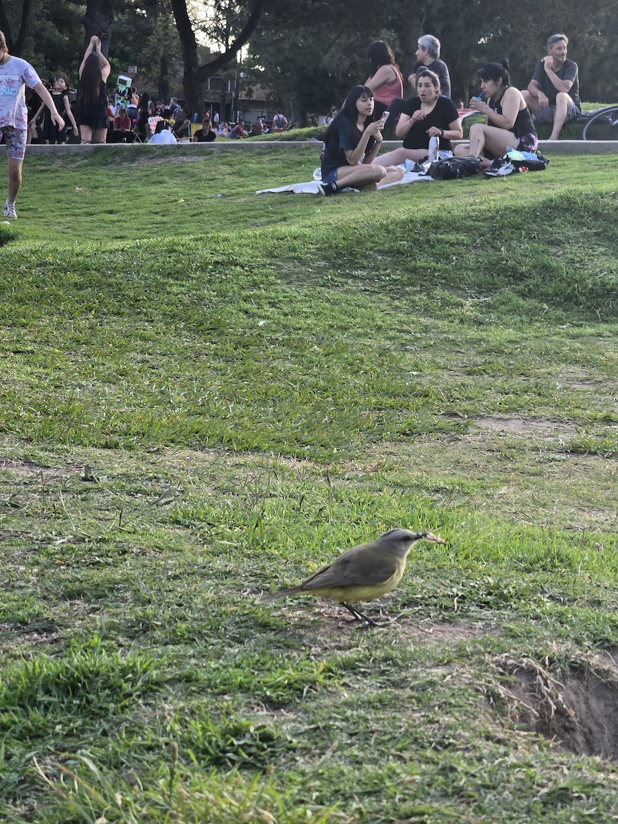 Cattle Tyrant - ML645591954