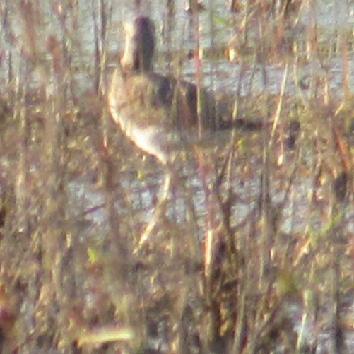 vodouš velký - ML645591956