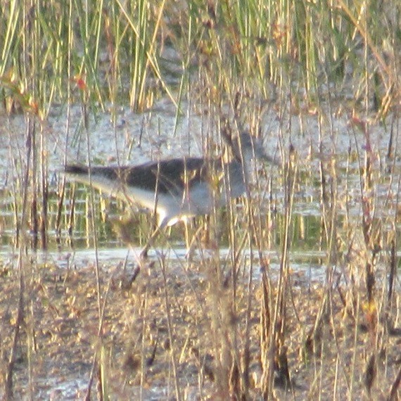 vodouš velký - ML645591957