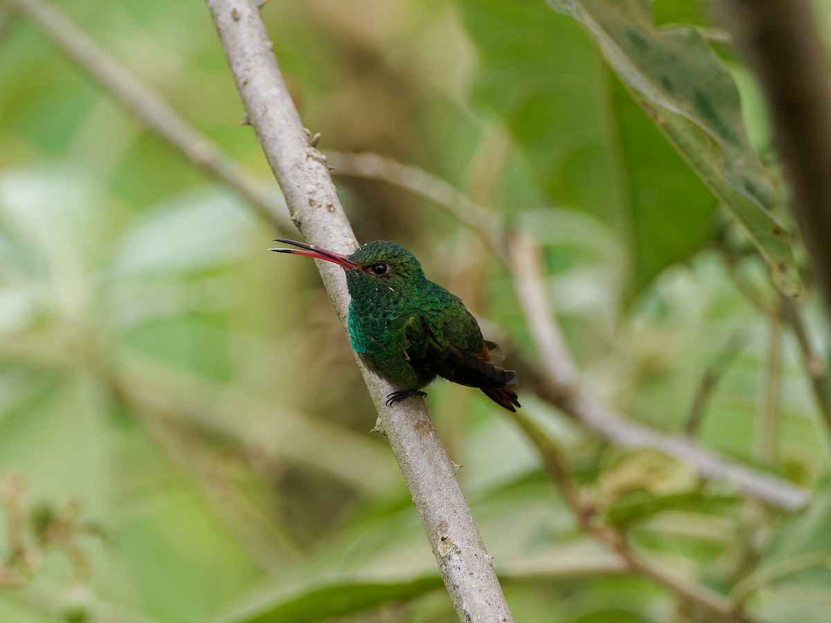 kolibřík rezavoocasý - ML645591958