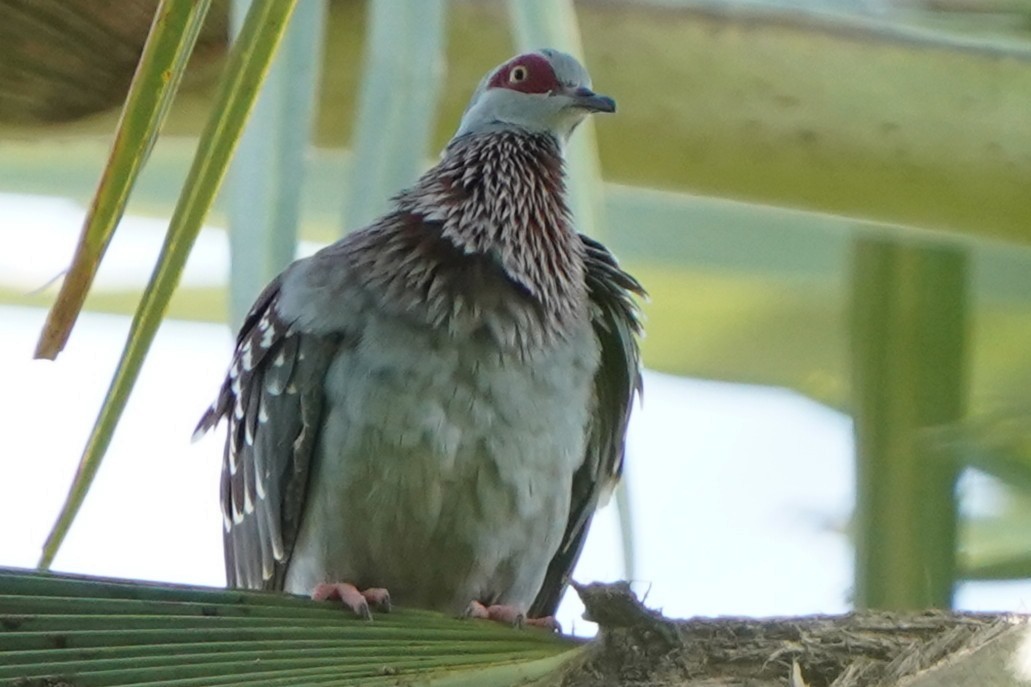 holub skvrnitý - ML645591959