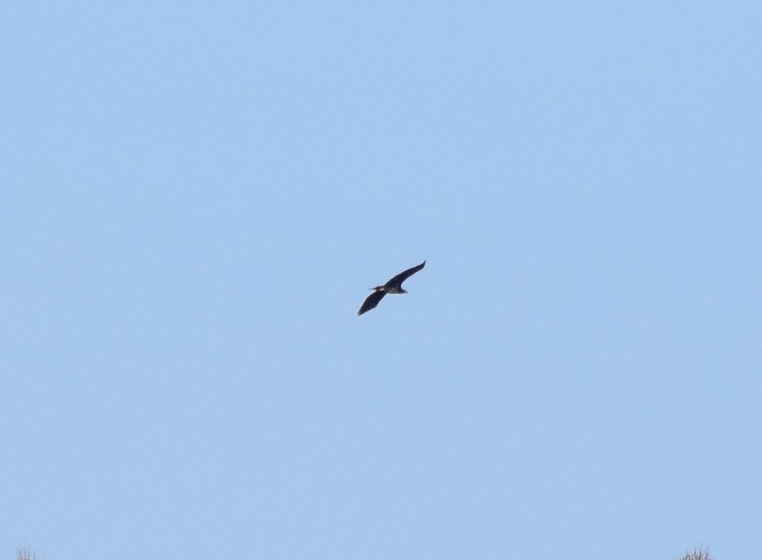 orel bělohlavý - ML645591960