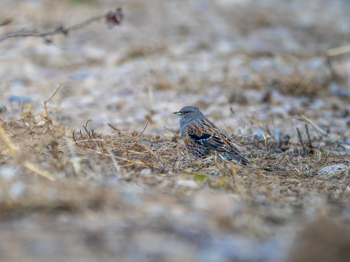 pěvuška podhorní - ML645591964