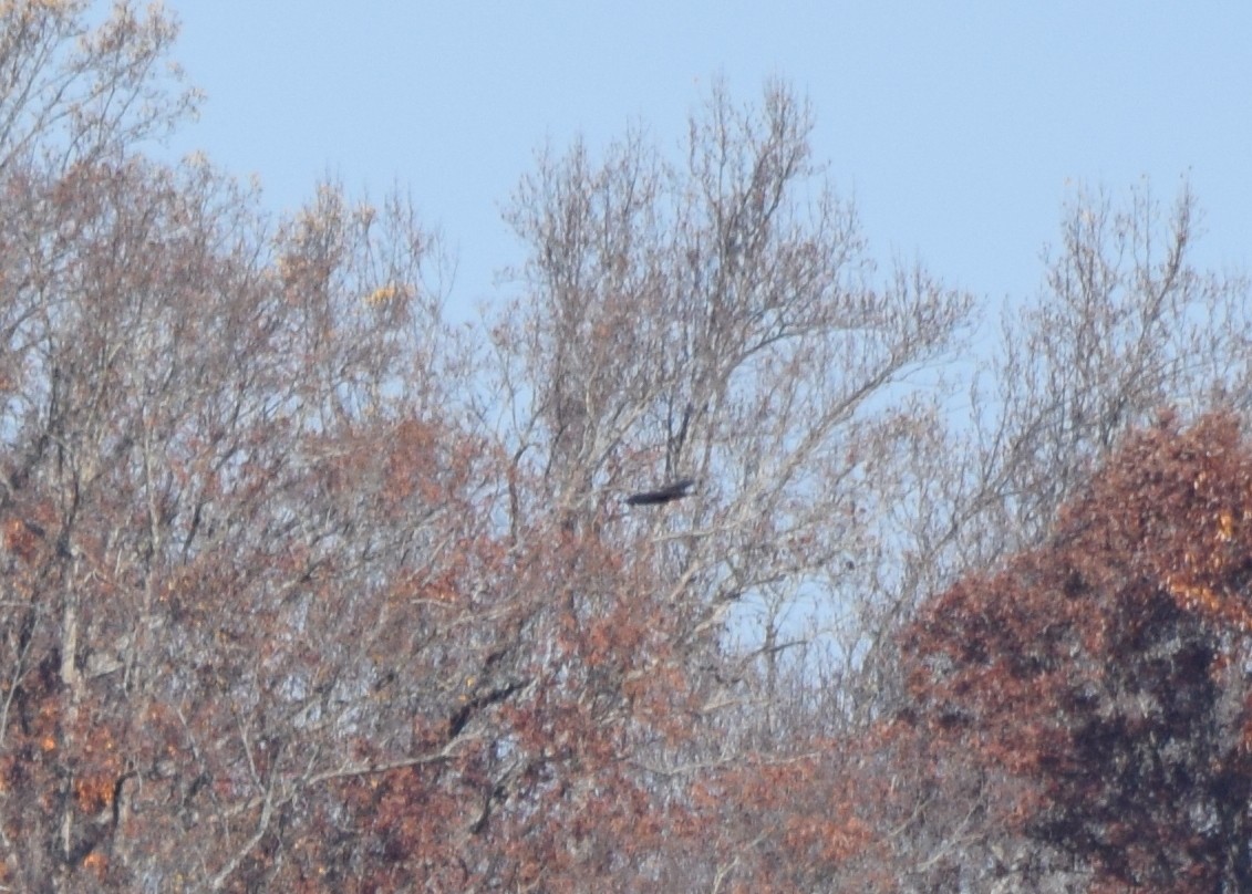 orel bělohlavý - ML645591965