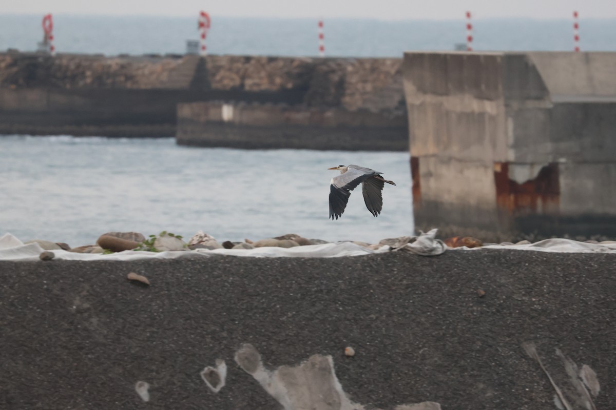 volavka popelavá - ML645591967