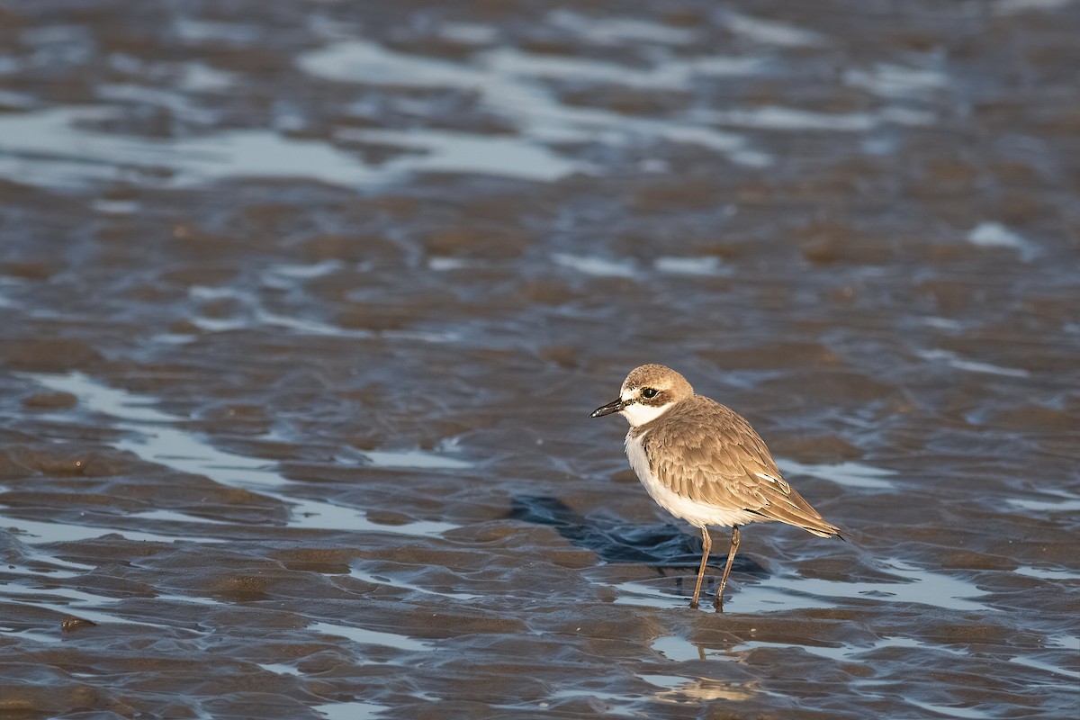 kulík větší - ML645591968