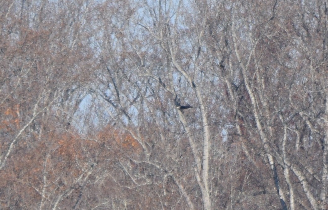 orel bělohlavý - ML645591969