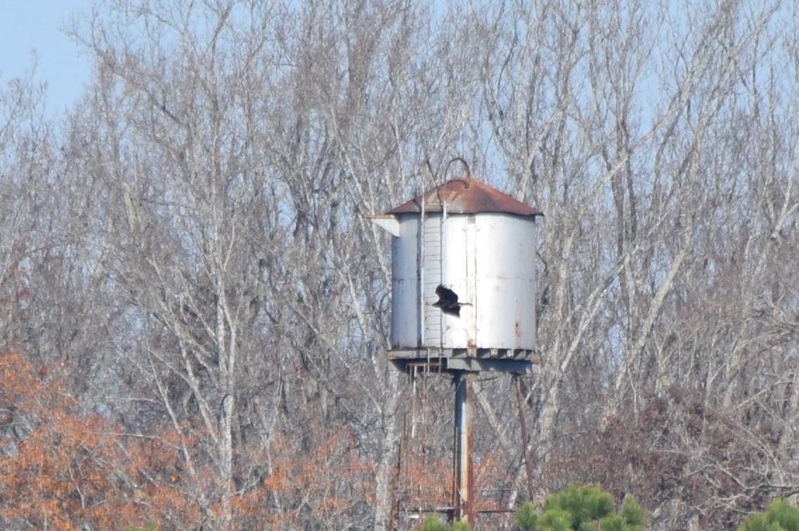 orel bělohlavý - ML645591970