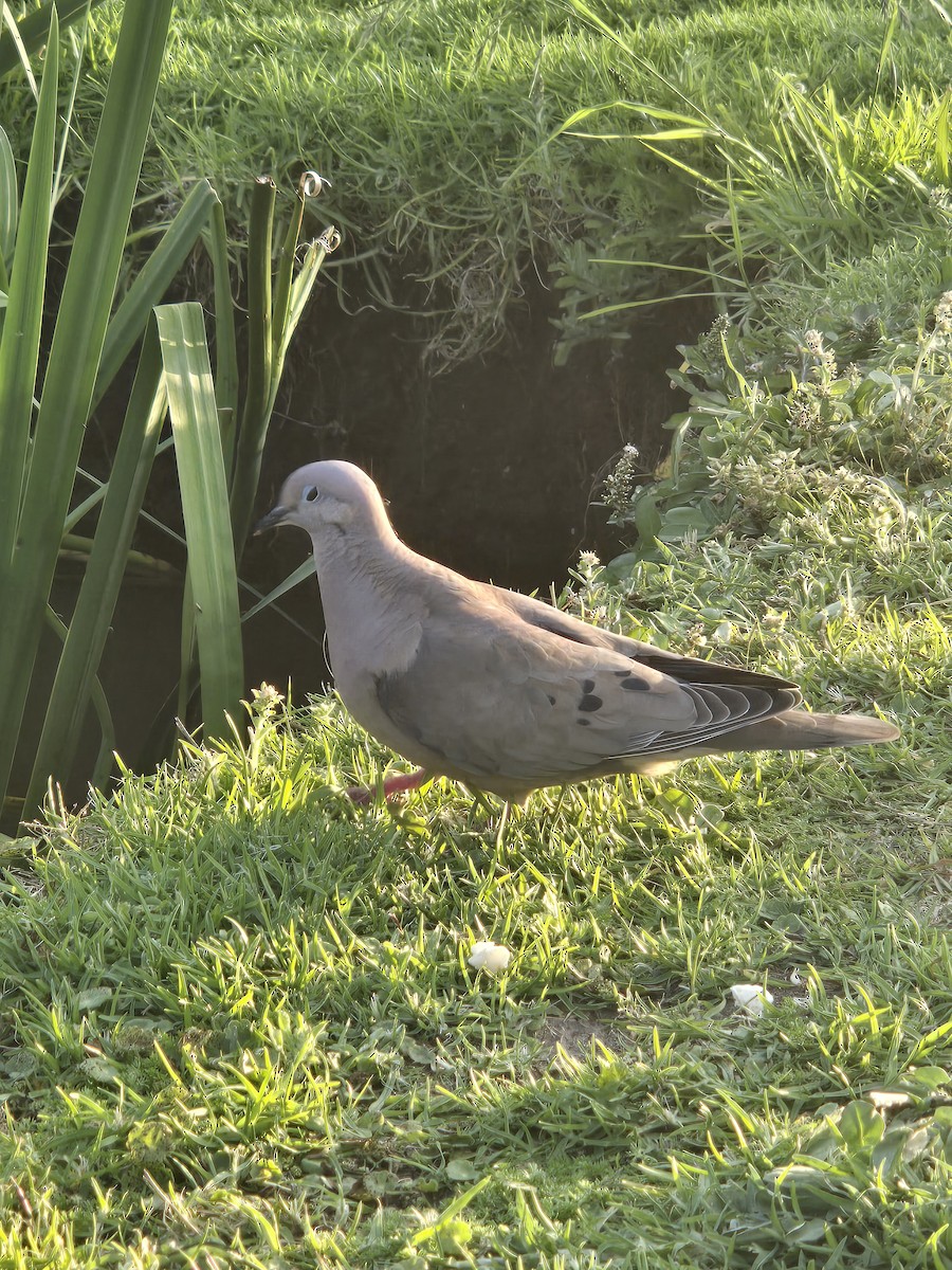hrdlička černouchá - ML645591971