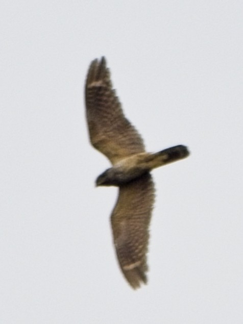 lelek čínský - ML645591972