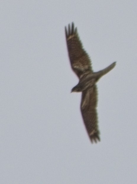 lelek čínský - ML645591984