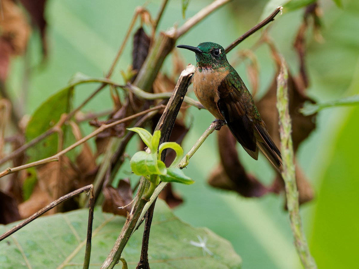 kolibřík hnědobřichý - ML645591985