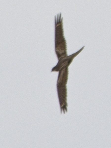 lelek čínský - ML645591986