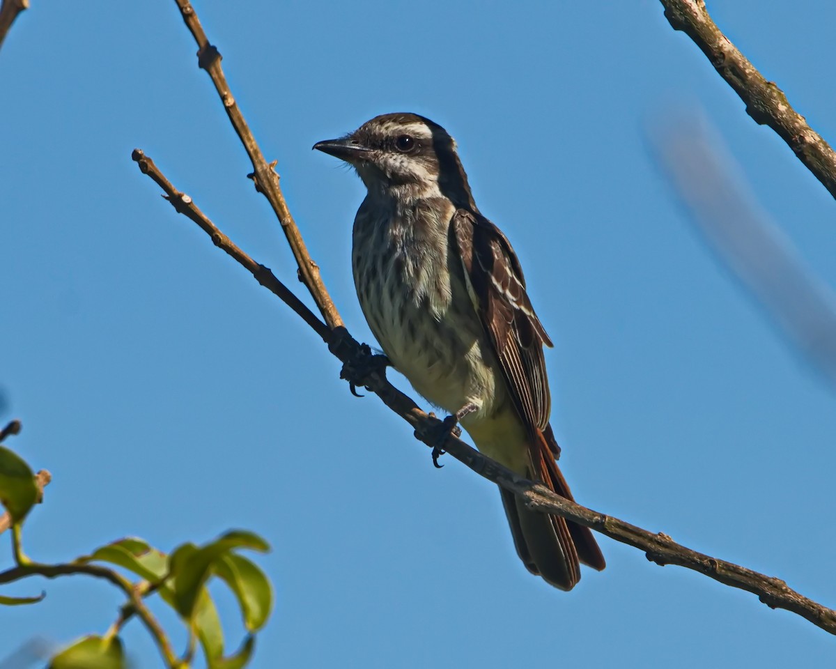 Variegated Flycatcher - ML645591994