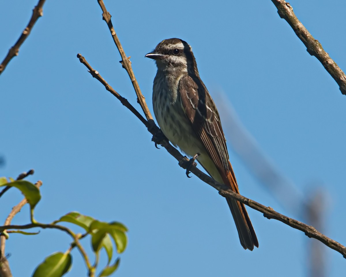 Variegated Flycatcher - ML645591995