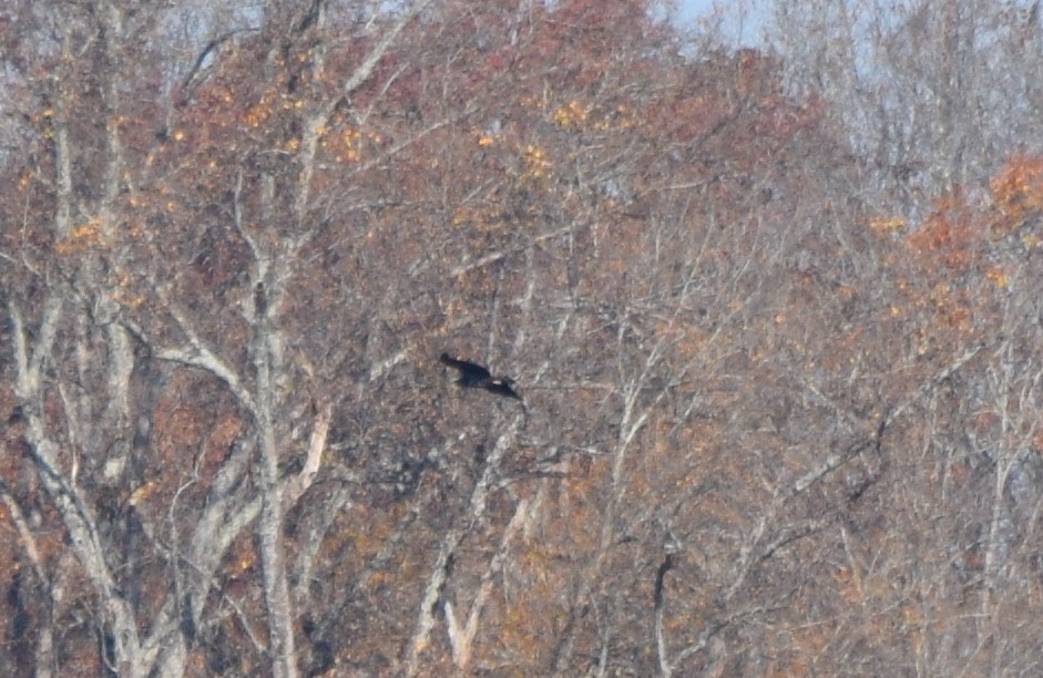 Bald Eagle - ML645591996
