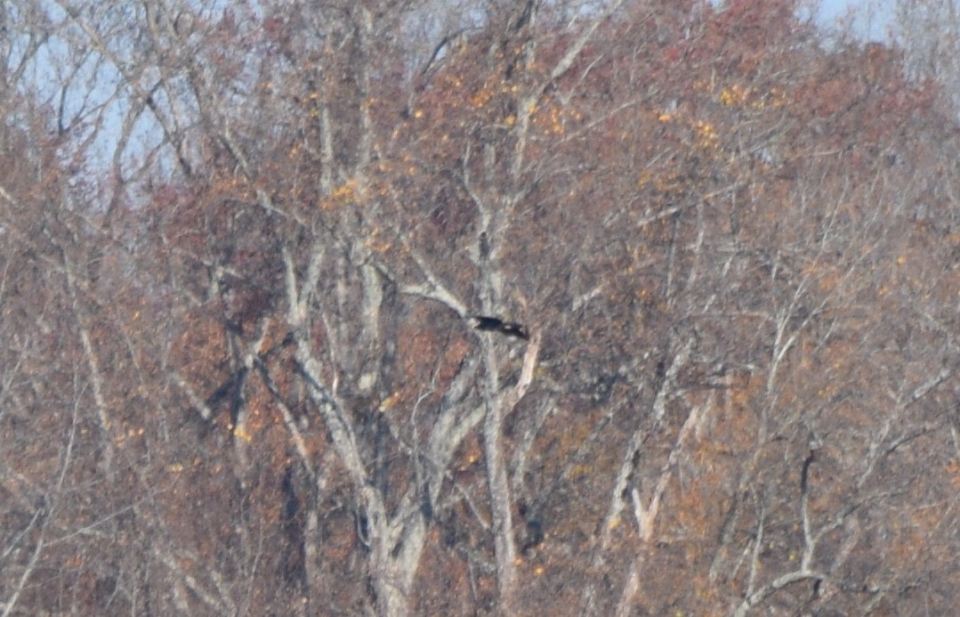 Bald Eagle - ML645591997