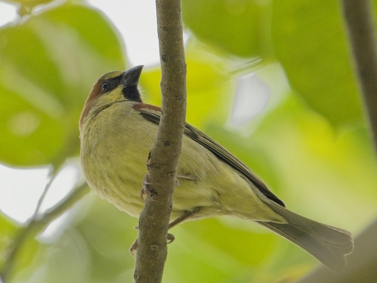 セアカスズメ - ML645592004