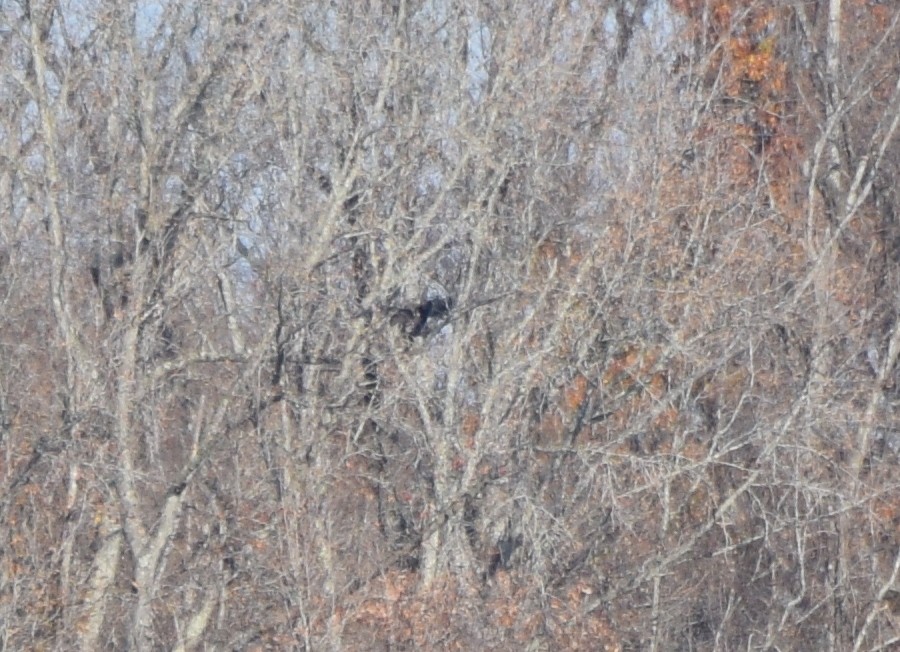 Bald Eagle - ML645592006