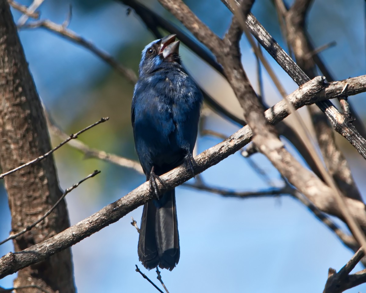 Ultramarine Grosbeak - ML645592007